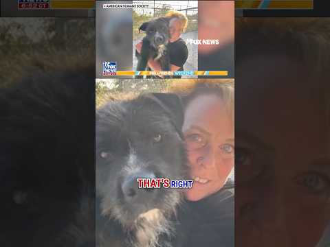 You are currently viewing Therapy dog honored for comforting Covenant School students after shooting #foxnews #news #shorts