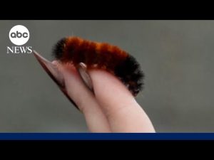 Read more about the article How these woolly worms are on winter weather watch