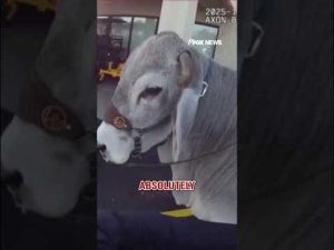 Read more about the article TAKING THE REINS: Gus the bull has a photo op with a police officer #shorts  #foxnews #news #us