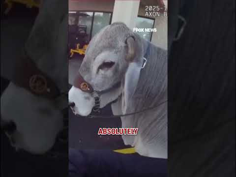 You are currently viewing TAKING THE REINS: Gus the bull has a photo op with a police officer #shorts  #foxnews #news #us