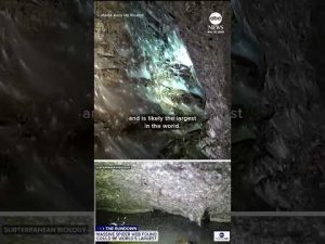 Read more about the article Massive spider web on Greece-Albania border might be world’s largest