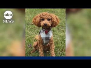 Read more about the article Mini goldendoodle saves family from house fire