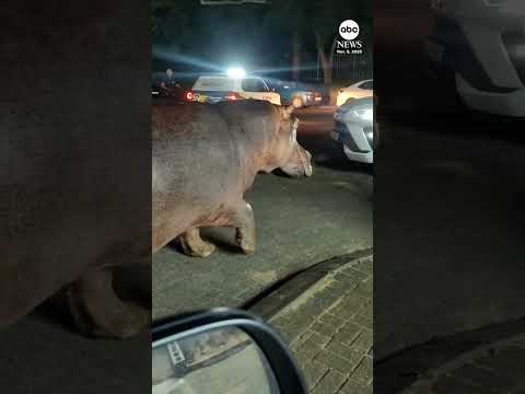 You are currently viewing Hippo street takeover blocks traffic in South African town