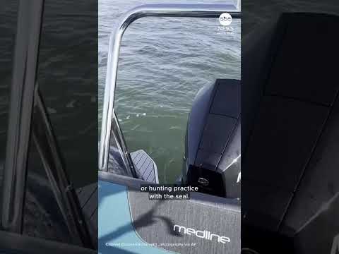 You are currently viewing Seal escapes orca hunt by jumping onto wildlife photographer’s boat