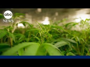 Read more about the article Hemp business co-founder on new measure banning some THC gummies and drinks