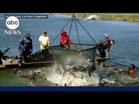 You are currently viewing Get to know Mississippi’s catfish farmers