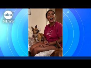 Read more about the article Chihuahua’s new mom learns he responds to Spanish, not English in viral video