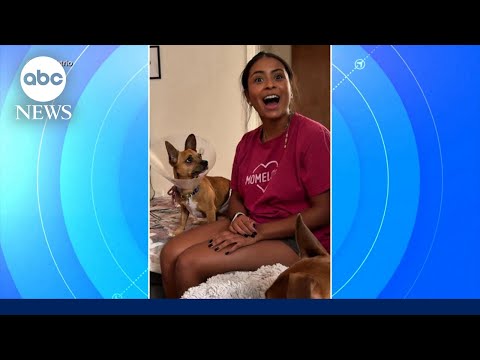 You are currently viewing Chihuahua’s new mom learns he responds to Spanish, not English in viral video