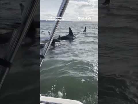 You are currently viewing WATCH: Seal lives to swim another day after WILD escape #shorts #foxnews #us #news