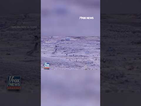 Read more about the article WILD ENCOUNTER: Man cited after video shows him appearing to approach a pack of wolves #shorts