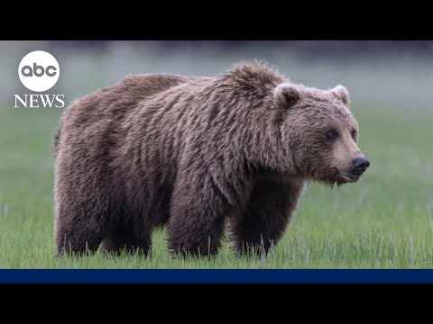 You are currently viewing Grizzly bear attacks school group in Canadian wilderness, injuring 11