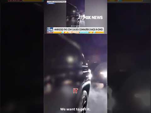 You are currently viewing ‘GET MOO-VING’: Runaway cow causes two-hour traffic jam #foxnews #news #us #fox