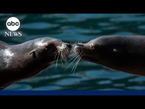 Read more about the article Kissing happened prior to human existence, study suggests