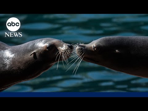 Read more about the article Kissing happened prior to human existence, study suggests