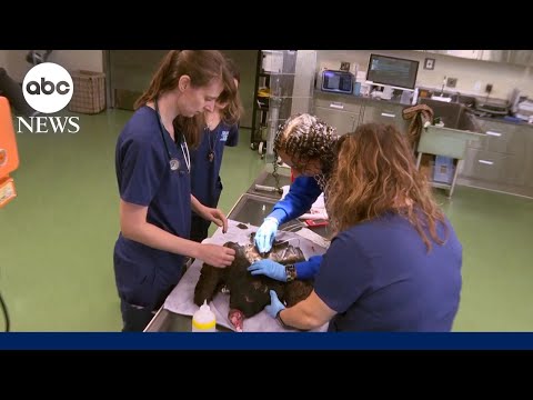 You are currently viewing Zoo offers rare look at animal medical treatment