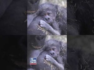 Read more about the article TOO CUTE: Newborn gorilla cuddles up with mother #shorts #usa #animal #cute #gorilla