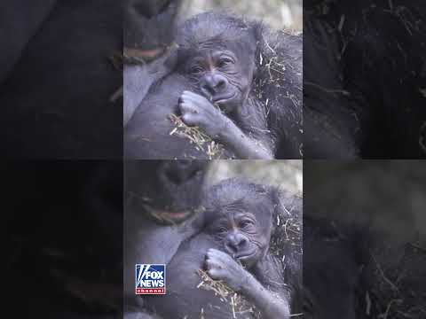 Read more about the article TOO CUTE: Newborn gorilla cuddles up with mother #shorts #usa #animal #cute #gorilla