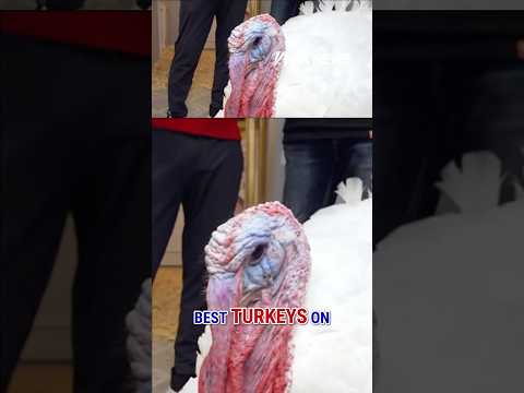 You are currently viewing BEHIND THE SCENES: Turkeys get VIP treatment before Trump pardon #shorts #Thanksgiving #us #news