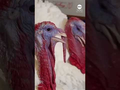 Read more about the article ‘Gobble’ and ‘Waddle’ enjoy hotel stay ahead of presidential turkey pardon