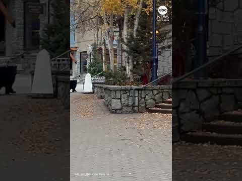 Read more about the article Black bear strolls around British Columbia village