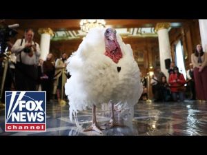 Read more about the article President Trump and first lady Melania pardon the Thanksgiving turkeys
