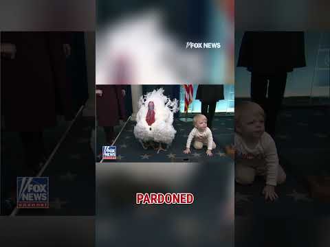 Read more about the article TURKEY TOT: Leavitt’s son steals show as bird visits briefing room #shorts #foxnews #news