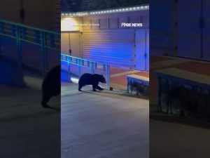 Read more about the article ‘PAW’ PATROL: Police faced an unexpectedly wild moment as they pursued a bear #shorts #foxnews #news