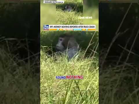 You are currently viewing Aggressive monkeys on the loose after truck crash #foxnews #news #us #fox