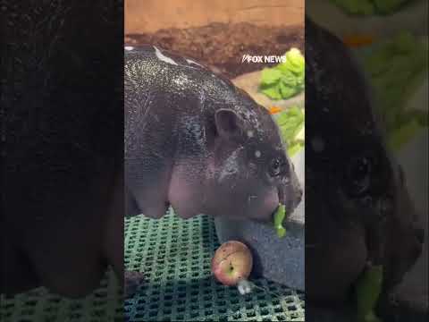 You are currently viewing FROSTY THE SNOW-HIPPO eats icy treat filled with veggies #shorts #usa #cute #animals #snow #us