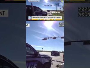 Read more about the article WATCH: Texas police officer reads goat its rights after ‘arrest’ #shorts #foxnews #news #us