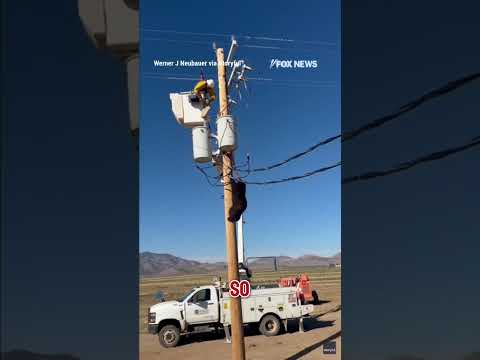 You are currently viewing UN-BEAR-ABLE: Lineman saves bear after climbing utility pole #foxnews #news #shorts #animals