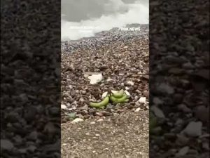 Read more about the article WATCH: Bananas wash ashore after shipping containers fall from cargo ship #foxnews #news #shorts
