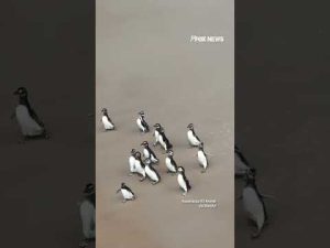 Read more about the article GOING HOME: Penguins are released back on their migration route #shorts #animals #news #new