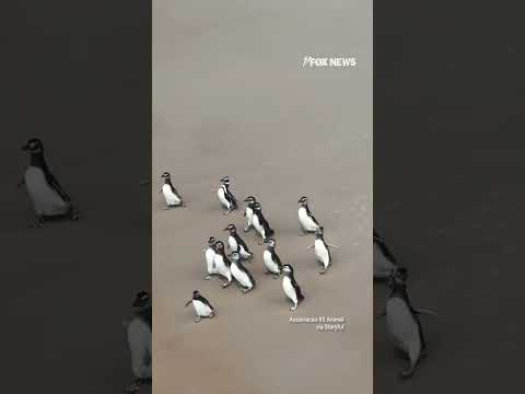 You are currently viewing GOING HOME: Penguins are released back on their migration route #shorts #animals #news #new