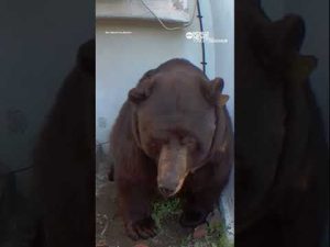 Read more about the article 500-pound bear squeezes into California home’s crawl space