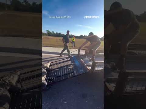 You are currently viewing GATOR GRAB: Deputies wrangle a massive 10-foot alligator outside a 7-Eleven #shorts #foxnews #news