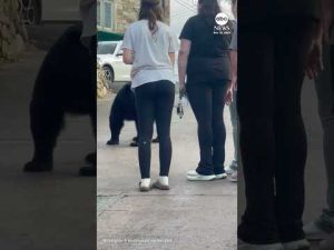 Read more about the article What not to do: Woman attempts to pet and feed bear in Tennessee