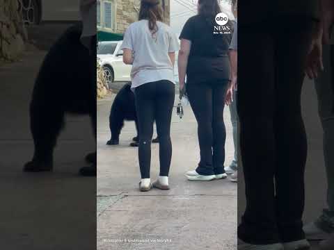 Read more about the article What not to do: Woman attempts to pet and feed bear in Tennessee