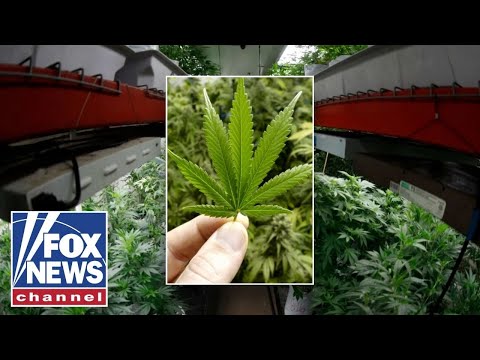 You are currently viewing NEW: US state eyes weed recriminalization as referendum gains support