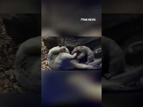 You are currently viewing CUTENESS OVERLOAD: Meet Bonnie, the baby tamandua