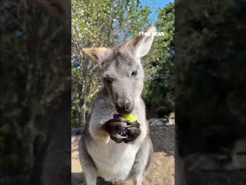 You are currently viewing TASTE TEST: Wallaroo munches on apples in search of best variety #shorts #usa #cute #animals
