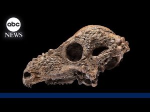 Read more about the article A rare glimpse of the dome-headed dinosaur fossil