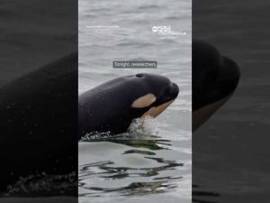 Read more about the article Newborn orca calf spotted in Washington’s Puget Sound