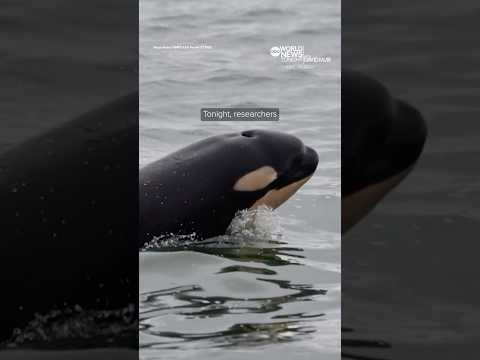 Read more about the article Newborn orca calf spotted in Washington’s Puget Sound