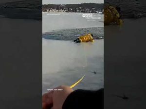 Read more about the article New Jersey officer rescues dog that fell into icy lake