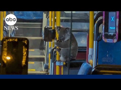 Read more about the article This adorable koala rode a public bus after being saved from the road