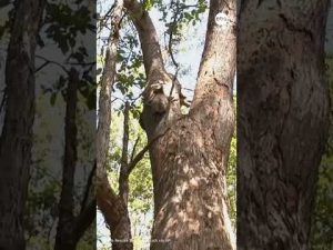 Read more about the article Rescued koala rides the bus to safety