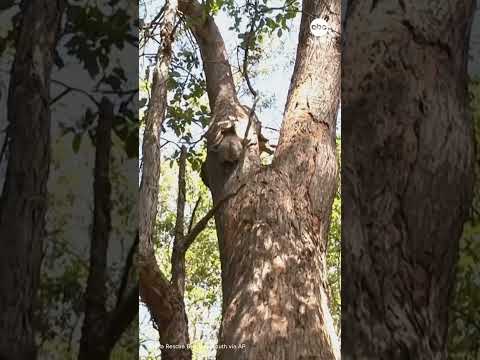 You are currently viewing Rescued koala rides the bus to safety