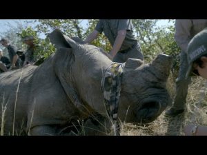 Read more about the article Last Lands: South Africa