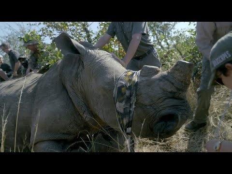 You are currently viewing Last Lands: South Africa